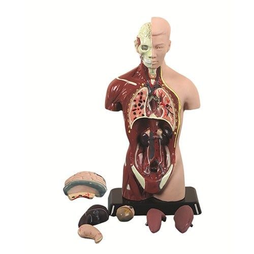 İnsan Vücudu Büyük 50cm