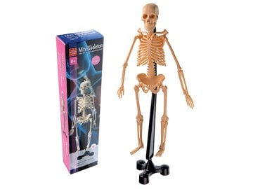 İskelet Modeli 46 cm