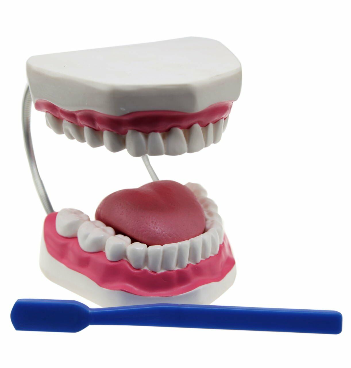 Diş Fırçalama Modeli